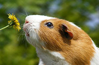 cavia