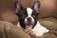 franse bulldog