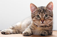 krabbels katten 317321